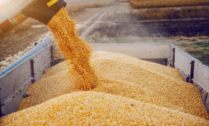 В этом году Россия впервые ворвется в «большую четверку» экспортеров зерна